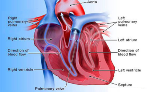 Clinical and genetic features of cardiomyopathy reported from multiple ...