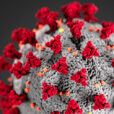 Coronavirus COVID 19 CDC