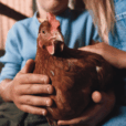 Boehringer AnimalCare Poultry ChildrenwithChicken 01 CMYK 002 1